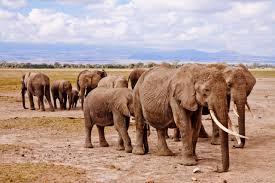 Mixed Fortunes for Kenya's Endangered Wildlife as Elephants Thrive but Hirola Numbers Crash Kenya's latest wildlife population estimates show mixed fortunes for endangered species between 2021 and 2025, reflecting both conservation gains and emerging threats. The new census data reveals encouraging progress for several flagship species. Elephant numbers rose significantly from 36,280 to 42,072, signalling continued success in anti-poaching efforts and habitat protection across the country's national parks and reserves. Black rhinos also recorded steady growth, increasing from 897 to 1,059, while southern white rhinos climbed from 842 to 1,041. These figures underscore the effectiveness of Kenya's decades-long rhino conservation strategy, which has focused on intensive veterinary care, dehorning, and armed security. However, not all species are recovering. The hirola antelope—one of the world's rarest antelopes—dropped sharply from 497 to 245, raising fresh concerns about its survival. Found mainly in northeastern Kenya, the hirola faces habitat degradation, predation, and competition with livestock. Lions also declined slightly, from 2,589 to 2,512, pointing to ongoing human-wildlife conflict and habitat pressures. As human populations expand into traditional lion territories, retaliatory killings and prey depletion remain serious challenges. The critically endangered northern white rhino remains at just two individuals—both females residing under 24-hour armed guard at Ol Pejeta Conservancy. With no surviving males, the subspecies' future now depends entirely on advanced reproductive technologies such as in vitro fertilization. On a brighter note, the mountain bongo showed modest recovery, rising from 150 to 179. This rare forest antelope has benefited from captive breeding and reintroduction programmes in the Aberdare highlands. Overall, the data highlights Kenya's progress in conservation, but also the need for sustained intervention to protect vulnerable species before they slip further toward extinction.